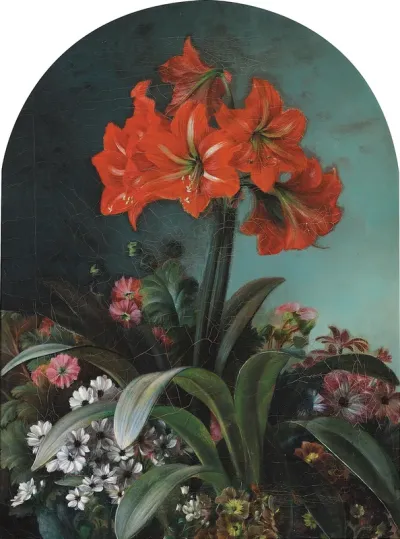 Amaryllis.