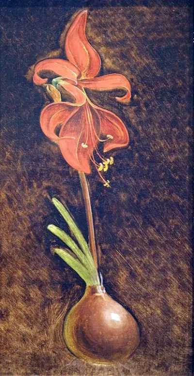 Amaryllis formosissima