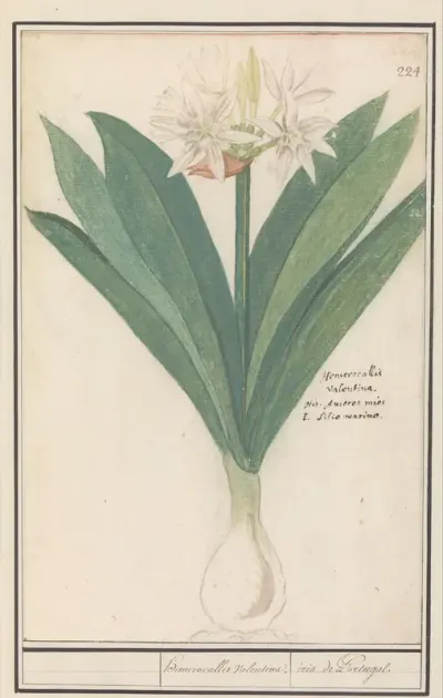 Amaryllis (Hippeastrum)