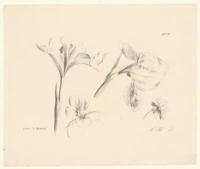 Amaryllissen en twee andere bloemen