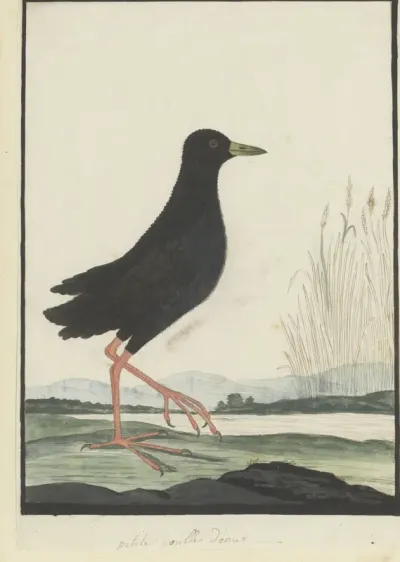 Amaurornis flavirostra (Zwart porseleinhoen)
