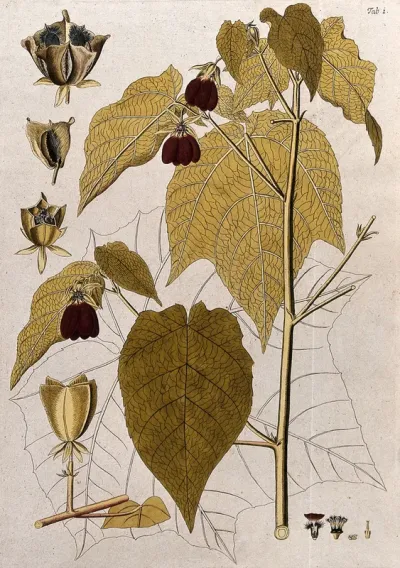 Ambroma augusta (L.) L.f.: flowering stem with separate fruit, sections of flower and fruit and uncoloured leaf