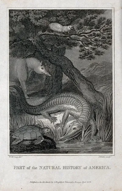 America: an alligator and a tortoise are about to slip into a river while a tapir and a wolverine look on