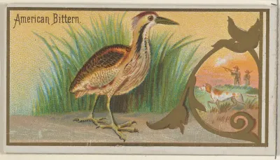American Bittern, from the Game Birds series (N13) for Allen & Ginter Cigarettes Brands