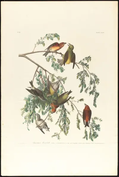 American Crossbill