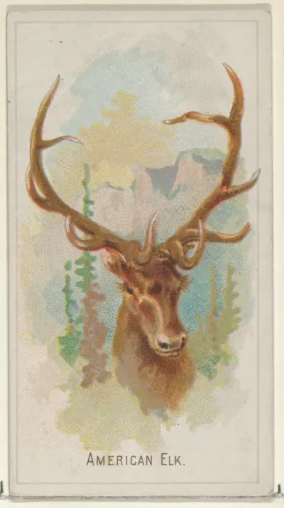 American Elk, from the Wild Animals of the World series (N25) for Allen & Ginter Cigarettes