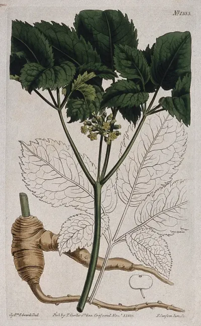 American ginseng (Panax quinquefolius): flowering stem, root and leaf