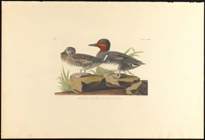 American Green Winged Teal