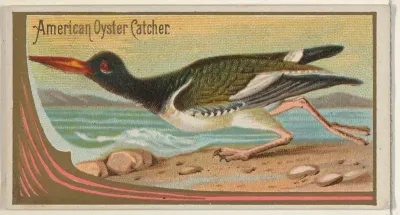American Oyster Catcher, from the Game Birds series (N13) for Allen & Ginter Cigarettes Brands