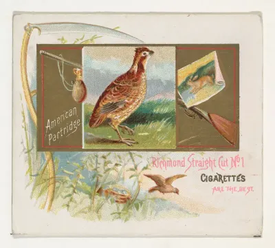 American Partridge, from the Game Birds series (N40) for Allen & Ginter Cigarettes
