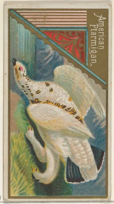 American Ptarmigan, from the Game Birds series (N13) for Allen & Ginter Cigarettes Brands