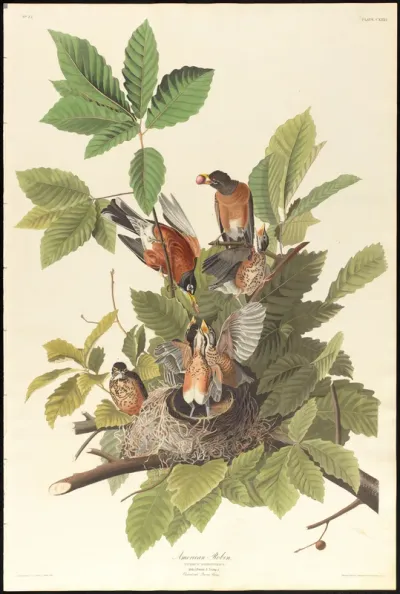 American Robin