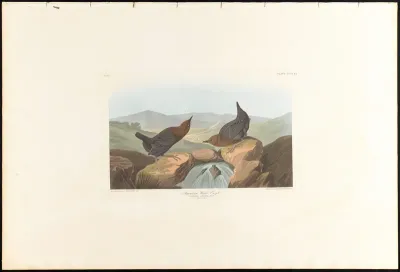 American Water Ouzel