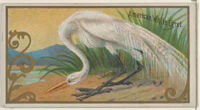 American White Egret, from the Game Birds series (N13) for Allen & Ginter Cigarettes Brands