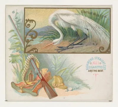 American White Egret, from the Game Birds series (N40) for Allen & Ginter Cigarettes
