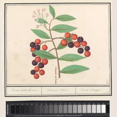 Amerikaanse vogelkers (Prunus serotina)