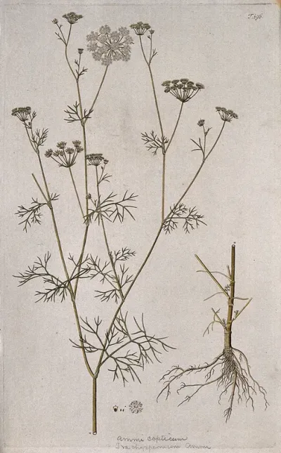Ammi (Trachyspermum ammi (L.) Sprague): flowering stem with separate root, flower, fruit and seed