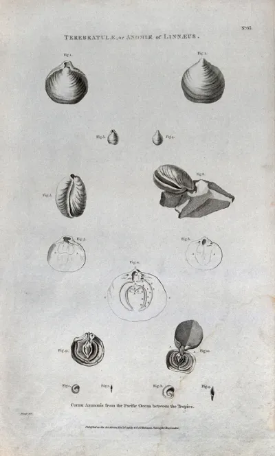 Ammonites from the Pacific Ocean, some cross-sectioned