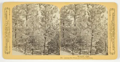 Among the Pines on a Frosty Morning, No. 283 from the series "Wayside Gems"