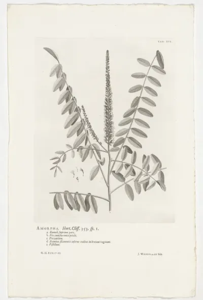 Amorpha fruticosa