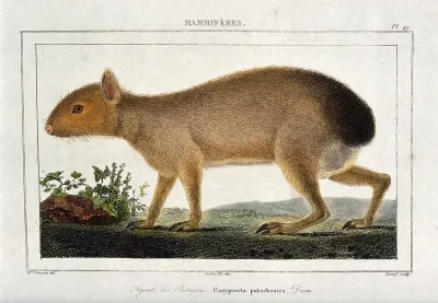 An agouti. Coloured etching by Lecerf and L. F. Couché after M.C. Lesson