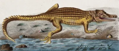 An alligator. Coloured engraving, ca. 1800