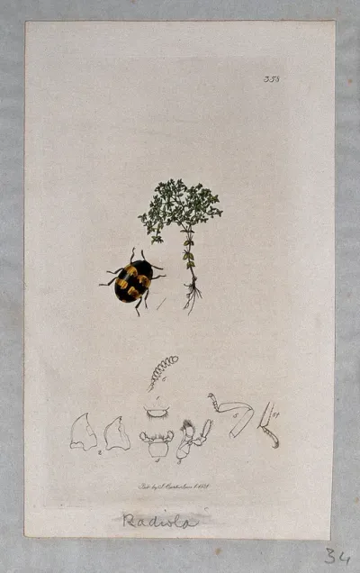 An allseed plant (Radiola linoides) with an associated beetle and its anatomical segments