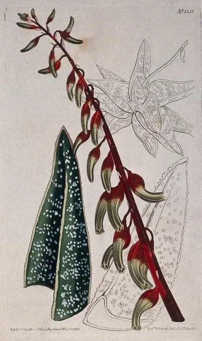 An aloe plant (Aloe carinata): flower and leaves