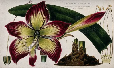 An amaryllis (Amaryllis pretina): flower, leaf and floral segments