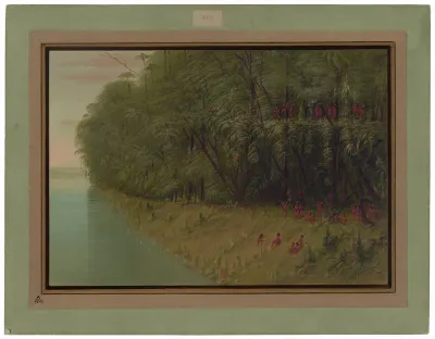 An Amazon Forest - Looking Ashore