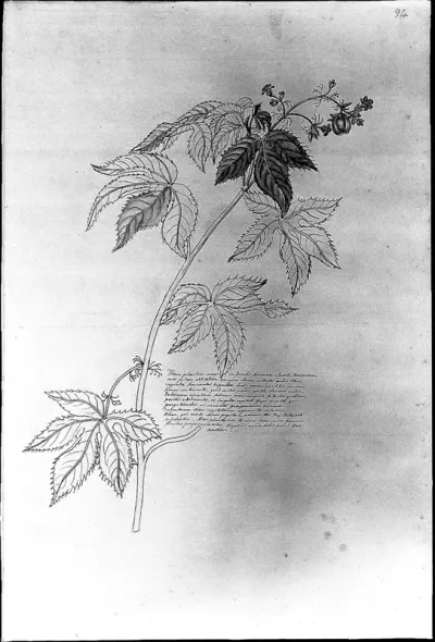 An American castor-bean plant (Ricinus americanus)