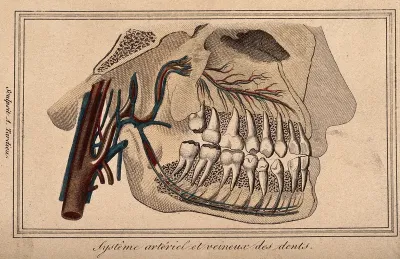 An anatomical cross-section of a head showing teeth, arteries and veins