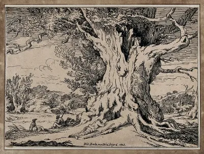 An ancient oak tree