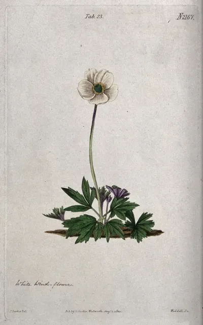 An anemone (Anemone alba): flowering plant