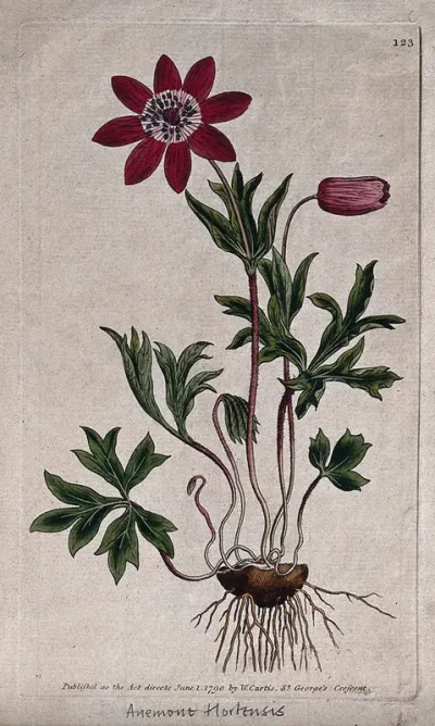 An anemone (Anemone hortensis): flowering plant