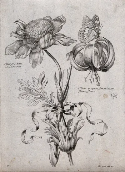 An anemone (Anemone species) and lily (Lilium species): flowering stems with butterfly