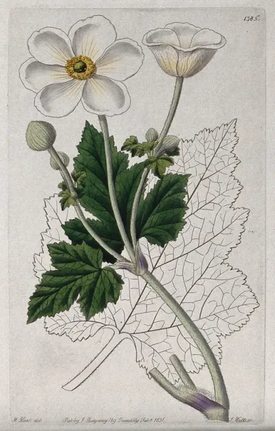 An anemone (Anemone species): flowering stem and leaf