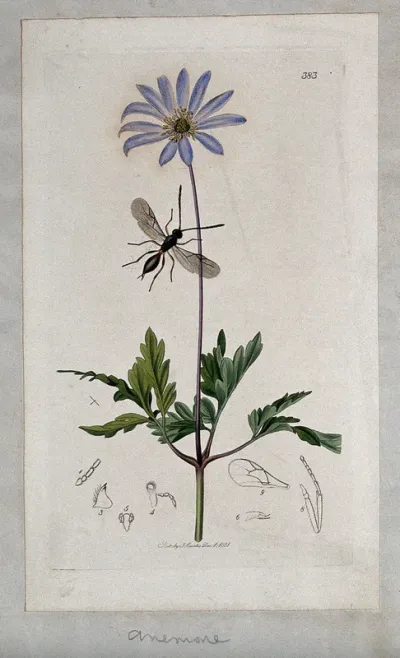 An anemone plant (Anemone apennina) with an associated insect and its anatomical segments
