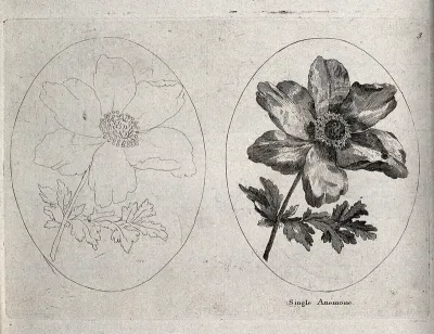 An Anemone plant: two flowering stems, one in outline only