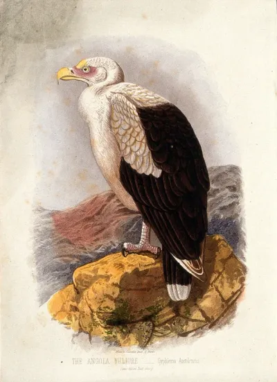 An Angolan vulture (Gyphierax angolensis)