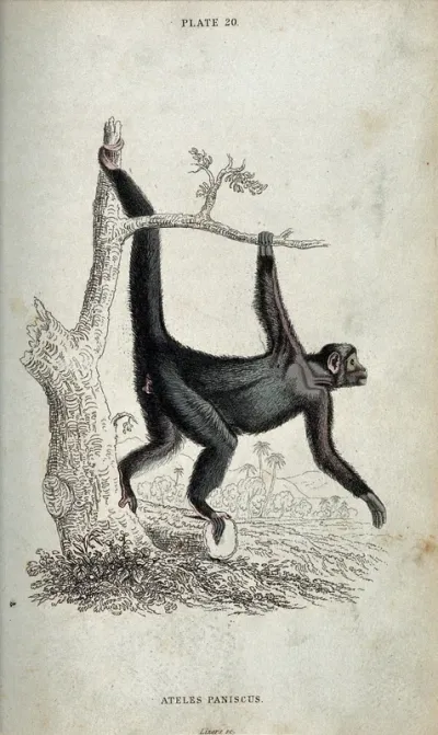 An ape of the genus ateles paniscus swing from a tree