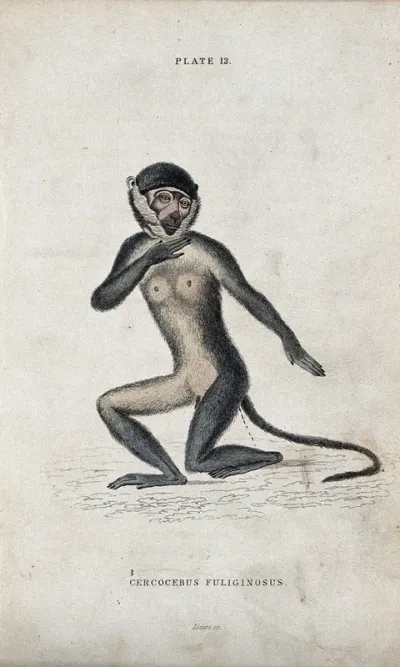 An ape of the genus cercocebus fuliginosus kneeling on the ground defecating