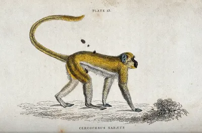 An ape of the genus cercocebus sabaeus walking on all four on stony ground