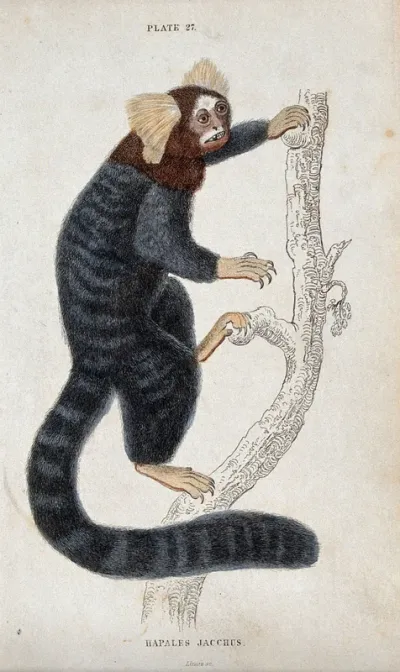 An ape of the genus hapales jacchus climbing up a tree