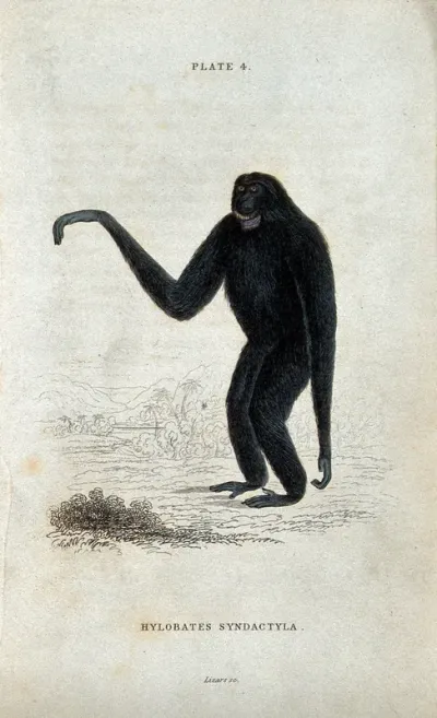 An ape of the genus hylobates syndactyla standing before a tropical scenery