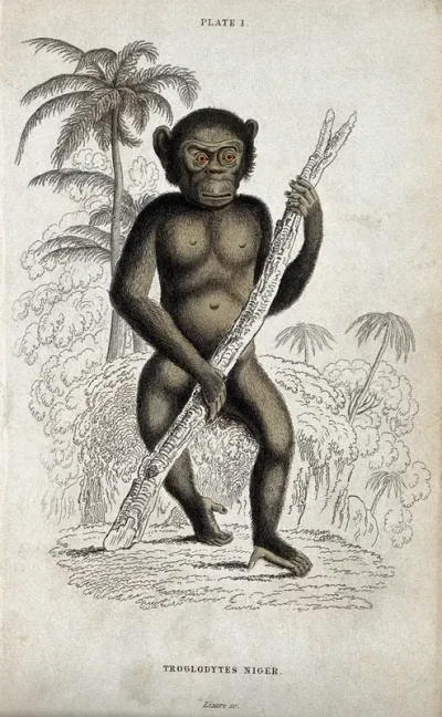 An ape of the genus troglodytes niger standing before a tropical scenery holding a large branch of a tree