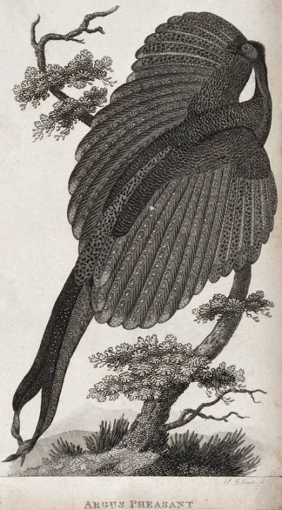 An argus pheasant sitting on a branch of a tree