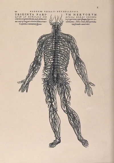 An arrangement of the spinal nerves