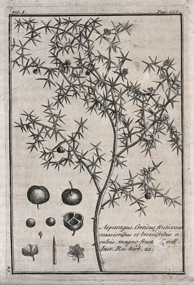 An asparagus plant (Asparagus aphyllus): plant with floral segments
