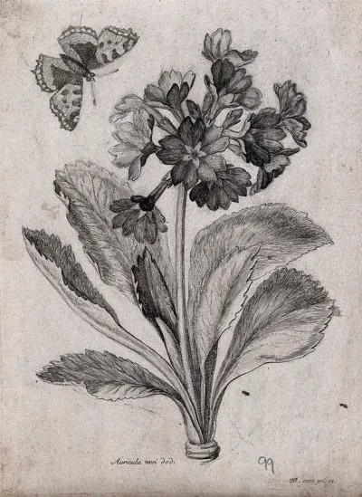 An auricula plant (Primula auricula): flowering stem with a butterfly